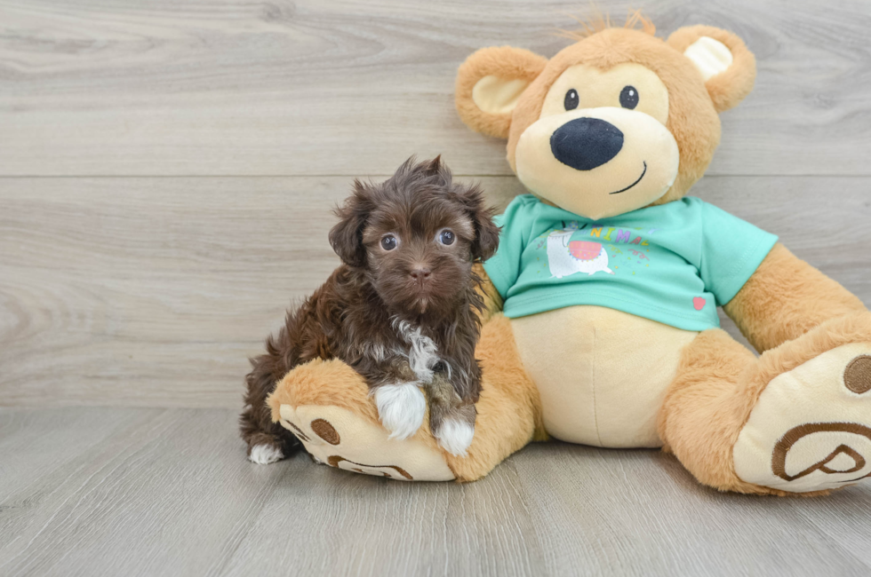 6 week old Havanese Puppy For Sale - Simply Southern Pups