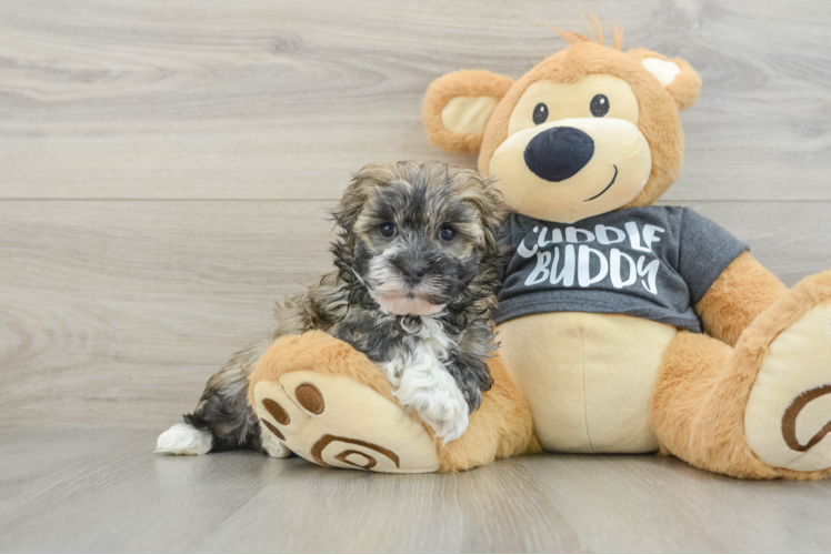 Best Havanese Baby