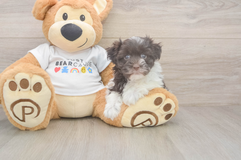 6 week old Havanese Puppy For Sale - Simply Southern Pups