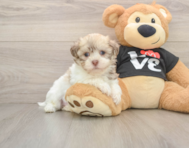 5 week old Havanese Puppy For Sale - Simply Southern Pups