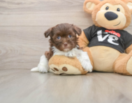 6 week old Havanese Puppy For Sale - Simply Southern Pups