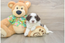 Funny Havanese Baby