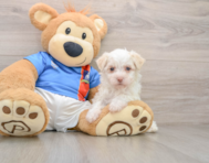 5 week old Havanese Puppy For Sale - Simply Southern Pups