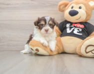 5 week old Havanese Puppy For Sale - Simply Southern Pups