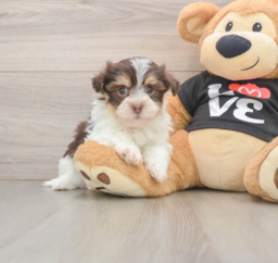6 week old Havanese Puppy For Sale - Simply Southern Pups