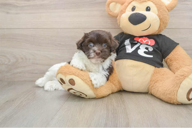 Akc Registered Havanese Purebred Pup
