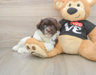 6 week old Havanese Puppy For Sale - Simply Southern Pups
