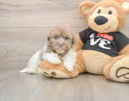 6 week old Havanese Puppy For Sale - Simply Southern Pups