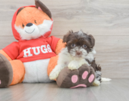7 week old Havanese Puppy For Sale - Simply Southern Pups