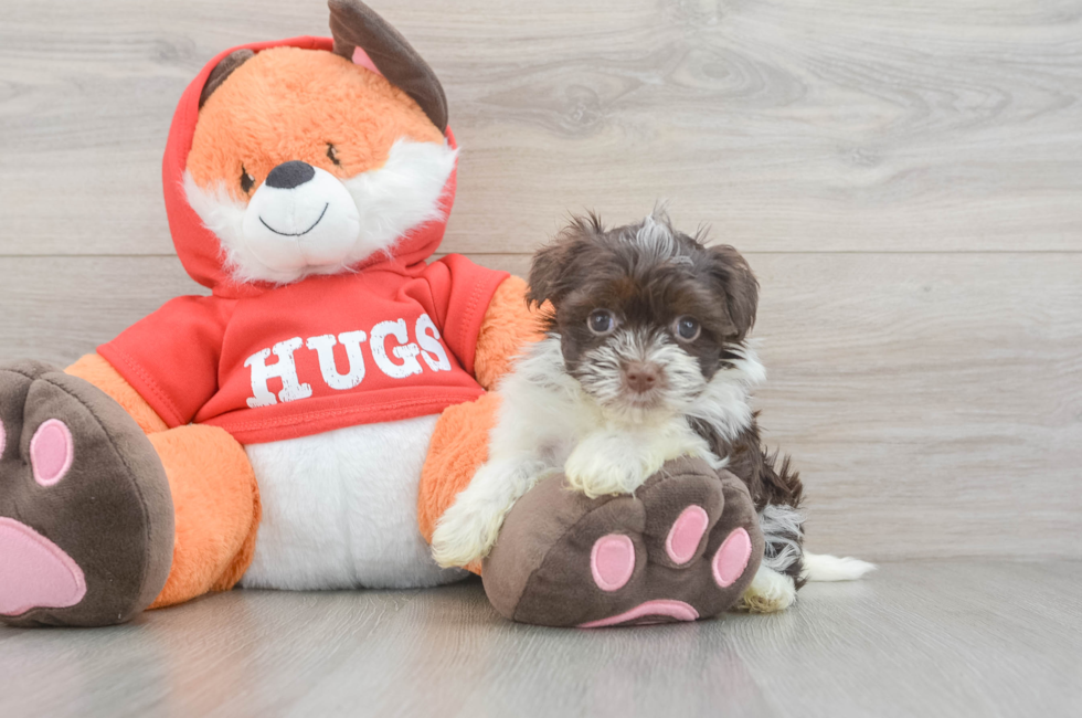 6 week old Havanese Puppy For Sale - Simply Southern Pups