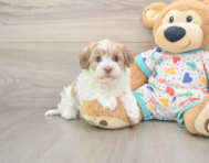 5 week old Havanese Puppy For Sale - Simply Southern Pups