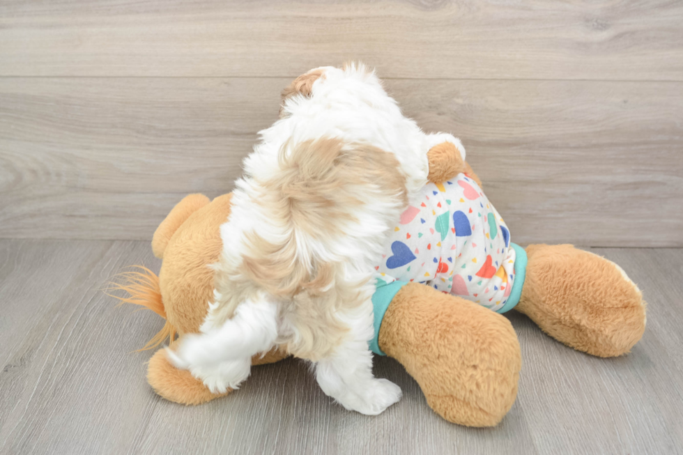 Playful Havanese Baby