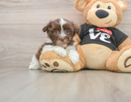 5 week old Havanese Puppy For Sale - Simply Southern Pups
