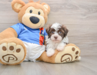5 week old Havanese Puppy For Sale - Simply Southern Pups