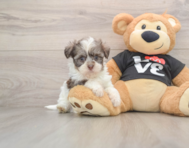 5 week old Havanese Puppy For Sale - Simply Southern Pups
