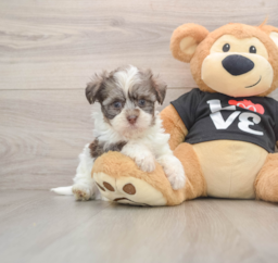 6 week old Havanese Puppy For Sale - Simply Southern Pups