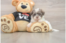 Havanese Pup Being Cute
