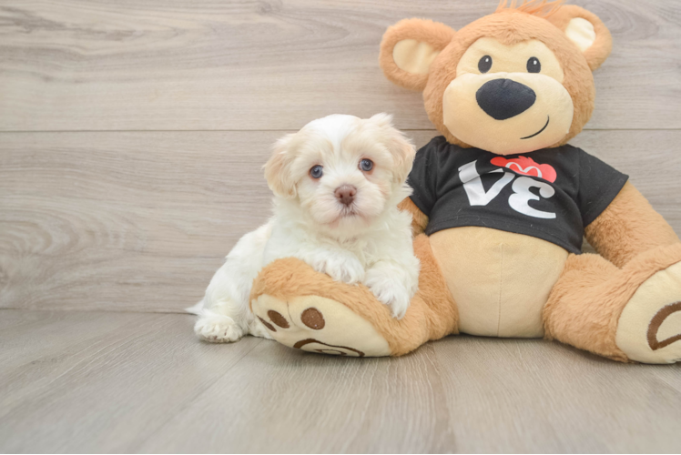 Havanese Puppy for Adoption