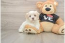 Havanese Puppy for Adoption