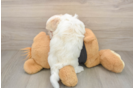 Popular Havanese Baby