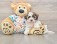 5 week old Havanese Puppy For Sale - Simply Southern Pups