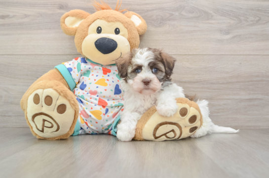 Havanese Puppy for Adoption