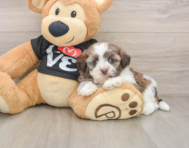 5 week old Havanese Puppy For Sale - Simply Southern Pups