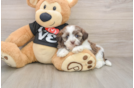 Havanese Puppy for Adoption