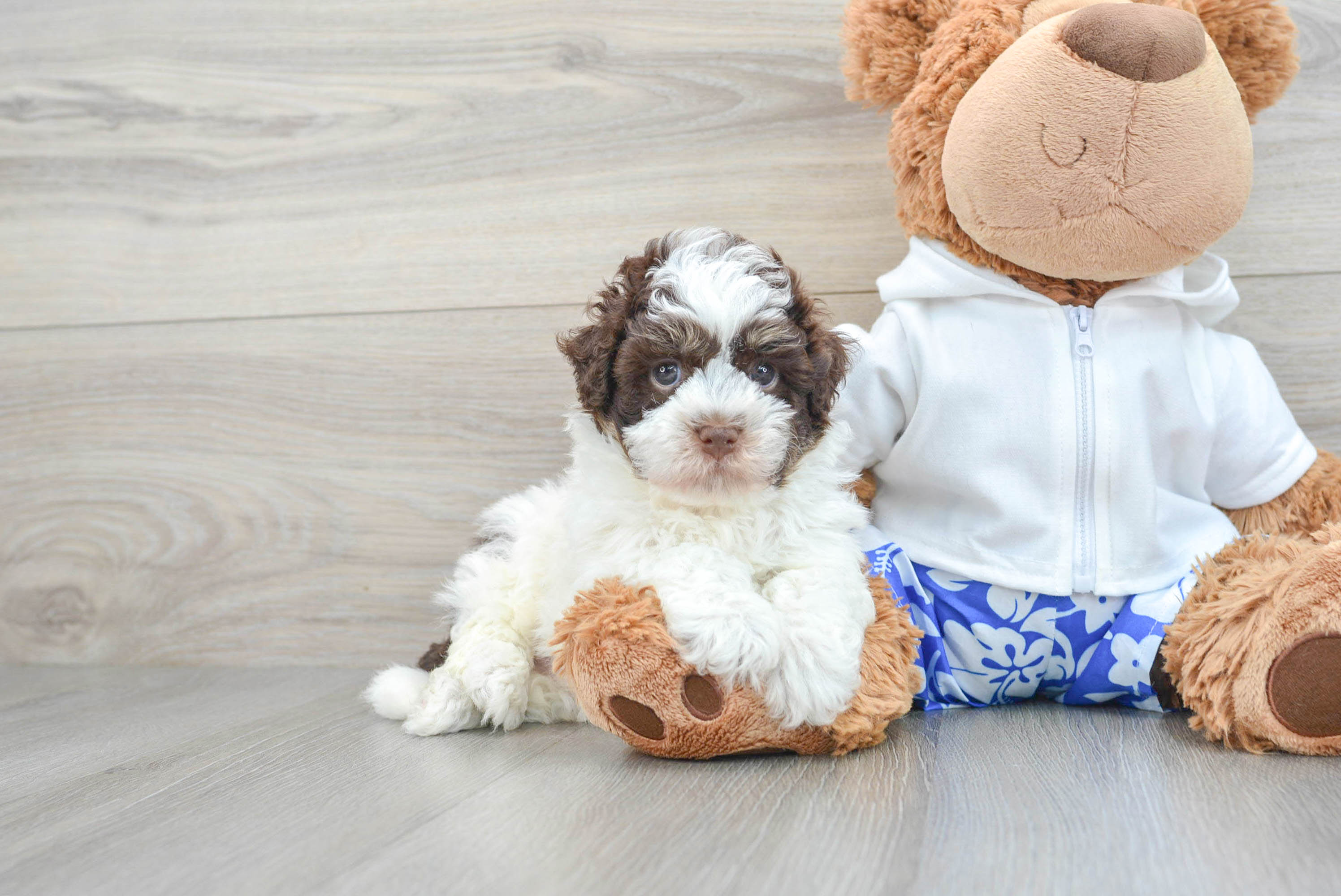 Toy havanese outlet puppies