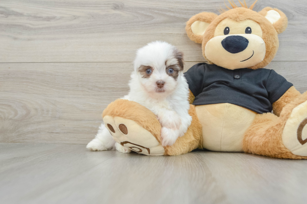 Little Havanese Purebred Pup