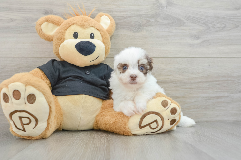 6 week old Havanese Puppy For Sale - Simply Southern Pups