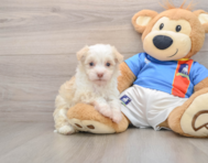 5 week old Havanese Puppy For Sale - Simply Southern Pups