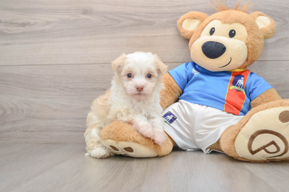 Havanese Puppy for Adoption