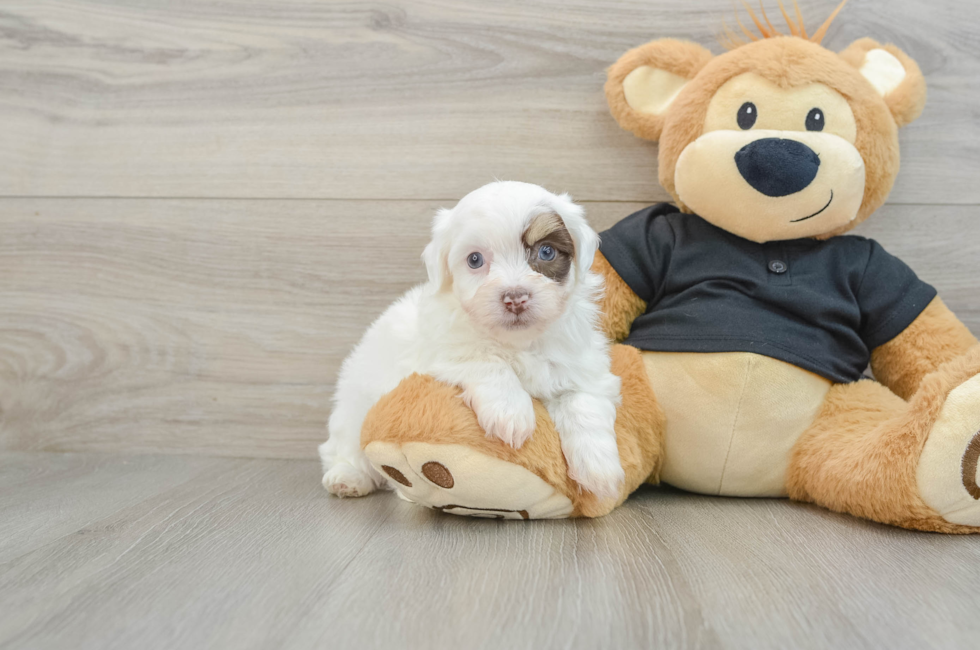 6 week old Havanese Puppy For Sale - Simply Southern Pups