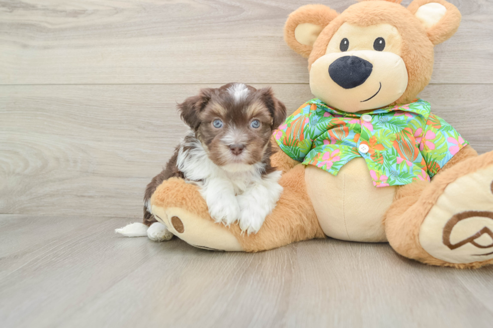 Funny Havanese Purebred Pup