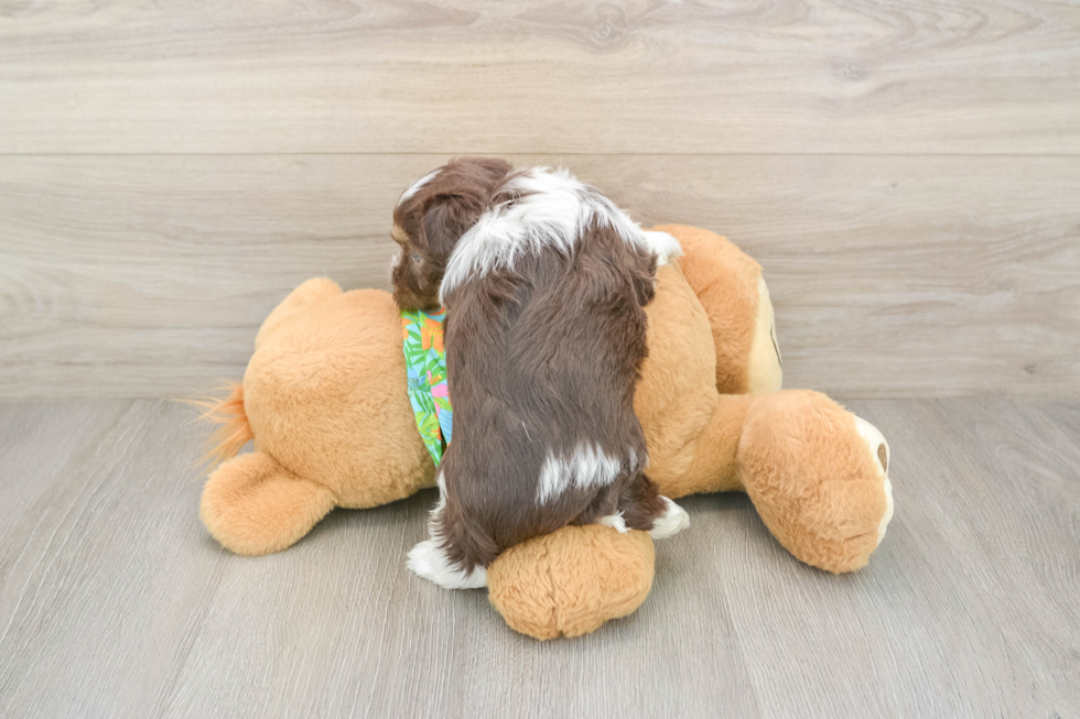 Havanese Puppy for Adoption