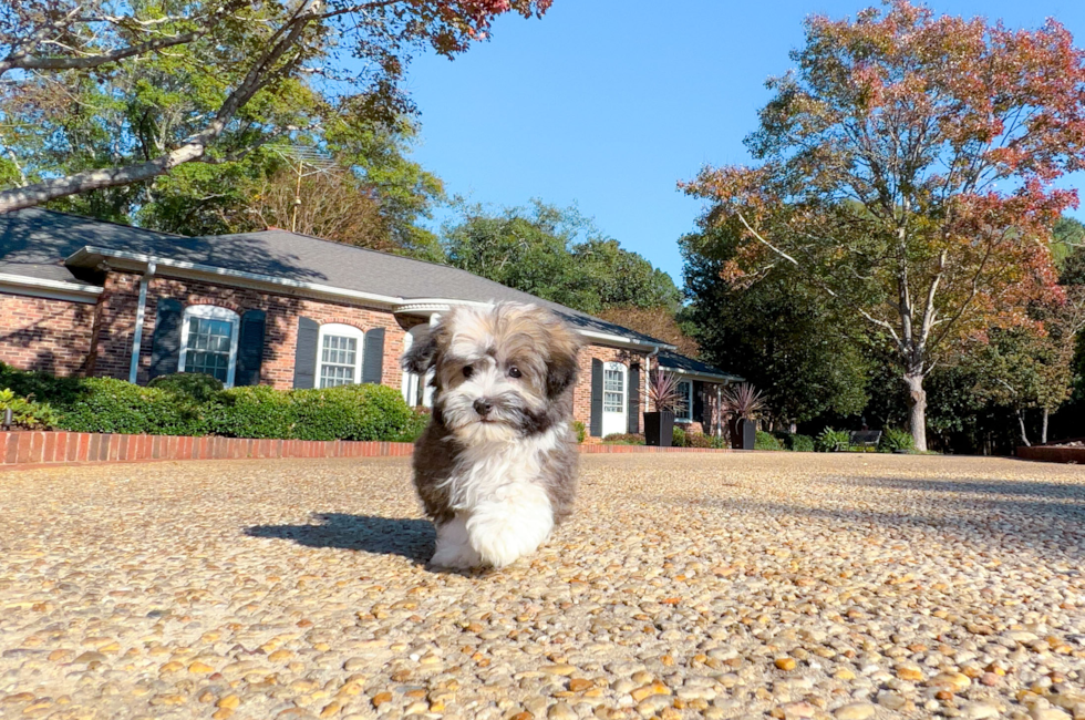 11 week old Havanese Puppy For Sale - Simply Southern Pups