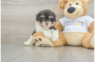 Havanese Puppy for Adoption
