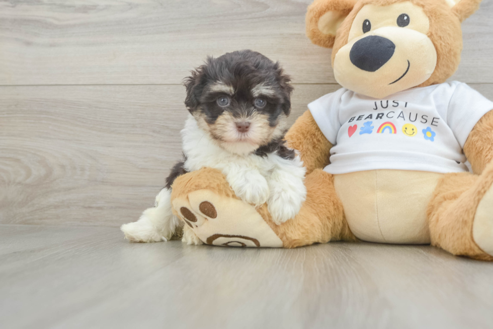 Havanese Puppy for Adoption