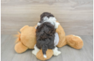 Havanese Puppy for Adoption