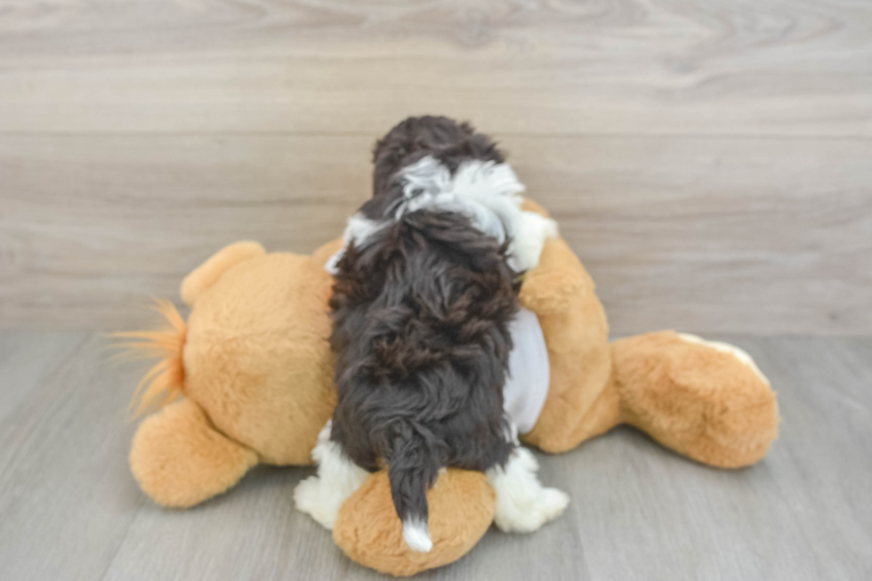 Havanese Puppy for Adoption