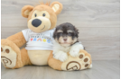 Funny Havanese Baby