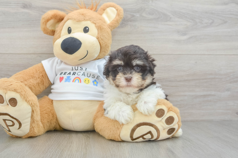 5 week old Havanese Puppy For Sale - Simply Southern Pups