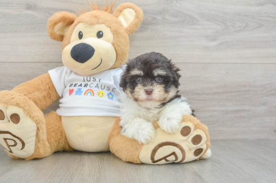 Funny Havanese Baby