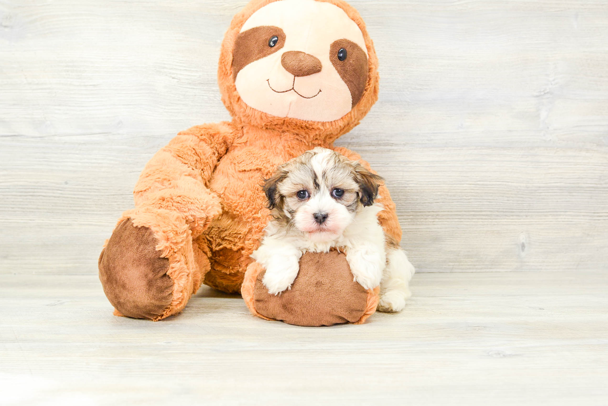 Simply top sweet havanese