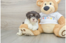 Havanese Pup Being Cute