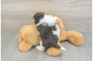 Best Havanese Baby