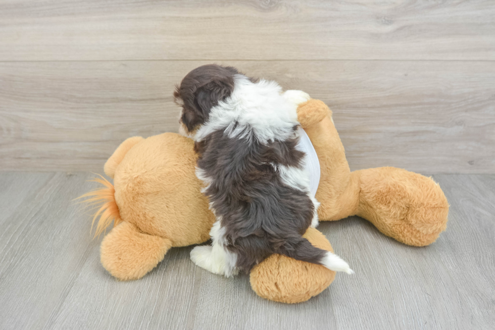 Best Havanese Baby
