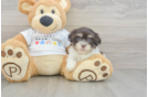 Havanese Puppy for Adoption