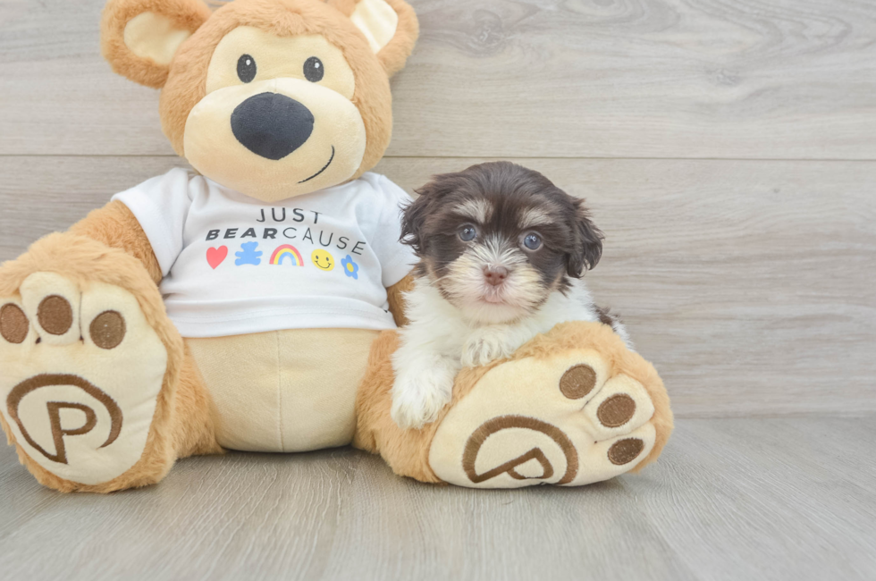5 week old Havanese Puppy For Sale - Simply Southern Pups
